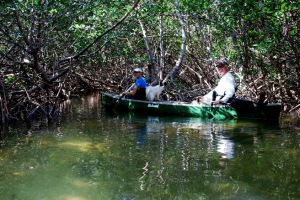 In the mangrove tunnel