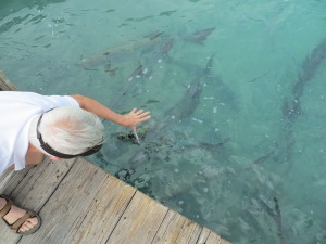 The tarpon are waiting for a handout.