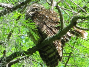Sleeping Barred Owl