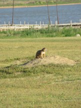 Prairie dog town