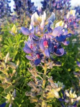 Texas Bluebonnet