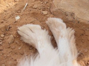 Her Indian name is now "Red Paws"