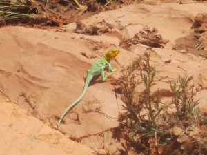 We saw this beautiful blue collared lizard along the way