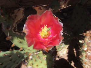 Claret cup cactus