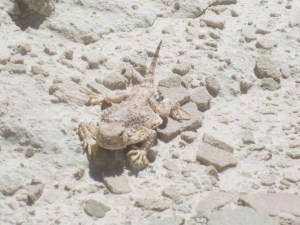 This Horn Toad Lizard was almost invisible against the rocks