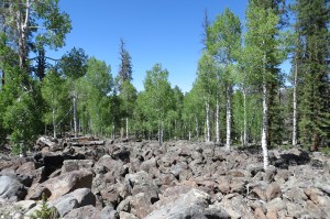 Aspen growing amongst the huge lava boulders