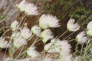 The same flower which resembled feathers