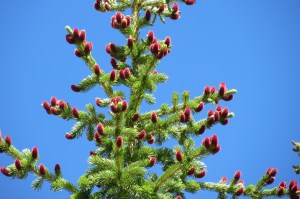 New growth on the fir trees were lit up like Christmas lights