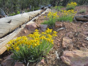 A trail above our campground