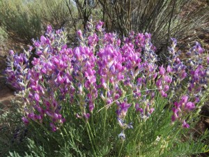 Along the road into the park