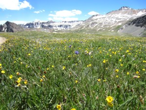 Wildflowers at Yankee Boy Basin