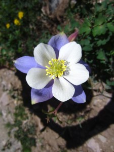 Wild columbines of every color were in bloom along the way