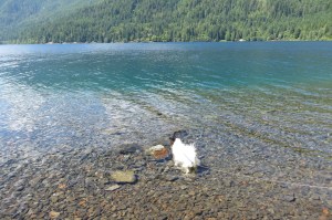 The cristal clear waters of  glacier fed Lake Crescent