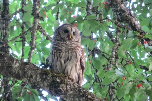 This big beautiful owl flew down to observe people at a nearby lake