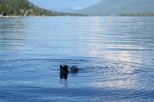 Is it Nessie the Loch Ness Monster?