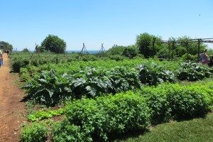 Jefferson grew 330 varieties of 99 species of vegetables.